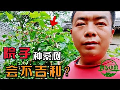 桑樹禁忌|【桑葚樹風水】屋前有枯樹 